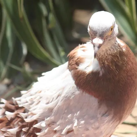 Happy Caretta ダルヤン