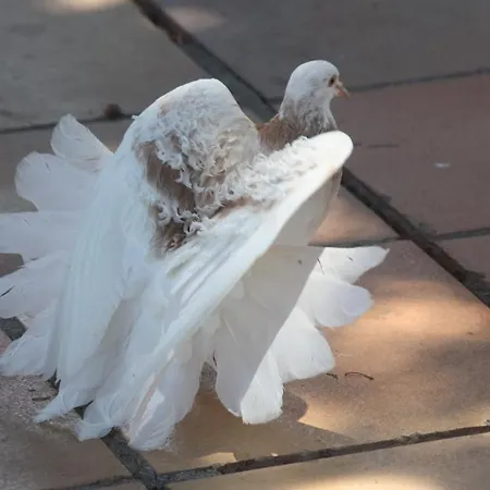 Happy Caretta Πανσιόν